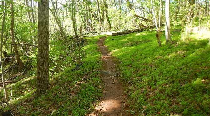 Trail Nut Half Marathon Mountain Junkies RNUTS