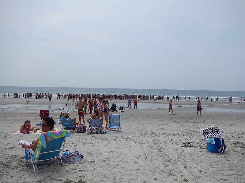Myrtle Beach Shark