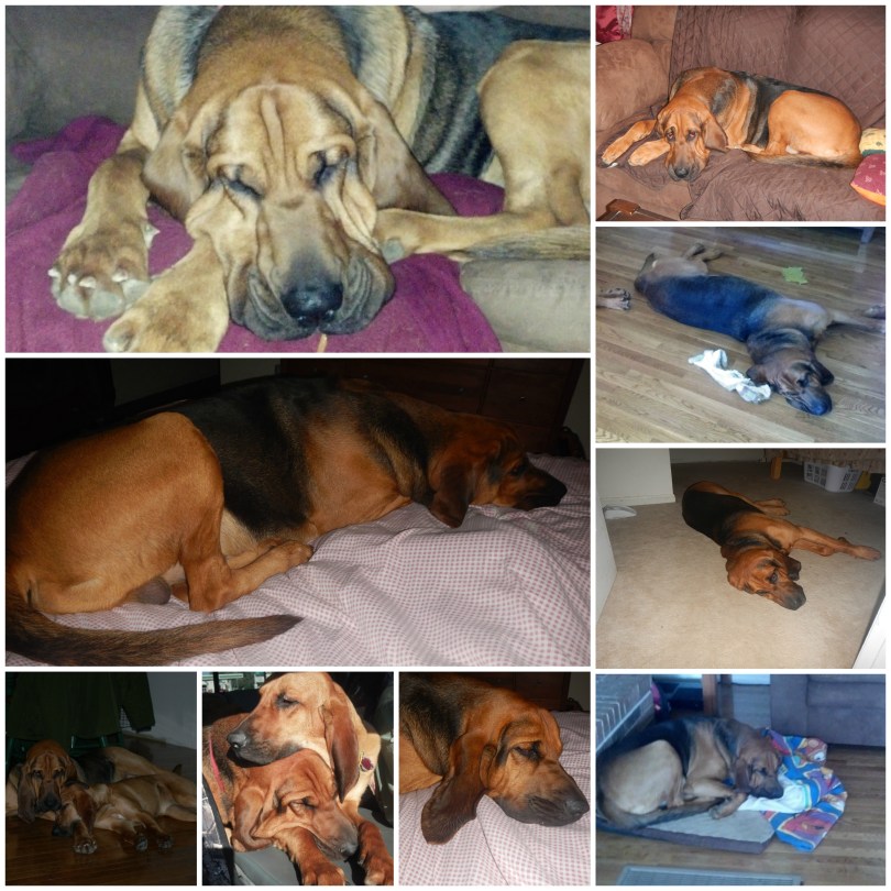 Bloodhound nap collage