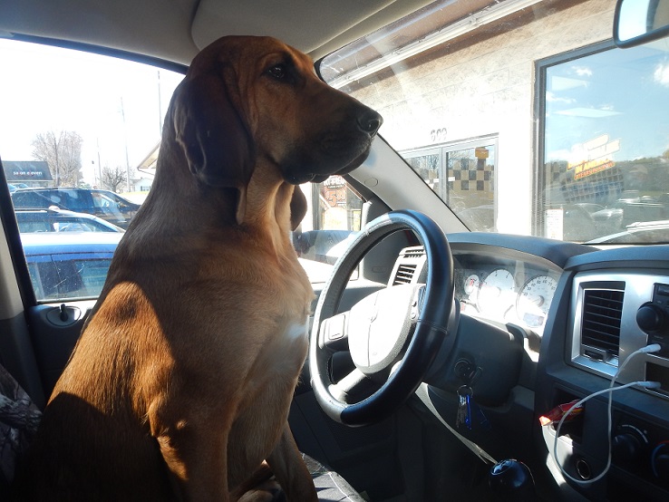 Bloodhound