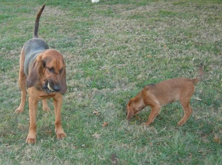 Bloodhounds
