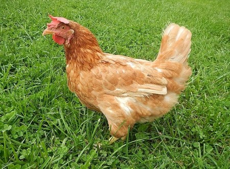 Red Sex Link chicken hen