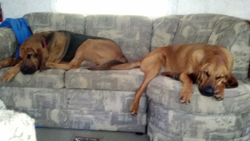 Bloodhounds camping