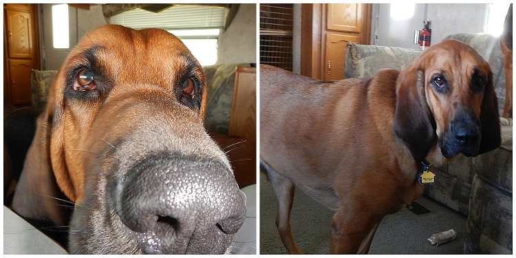 bloodhounds camping