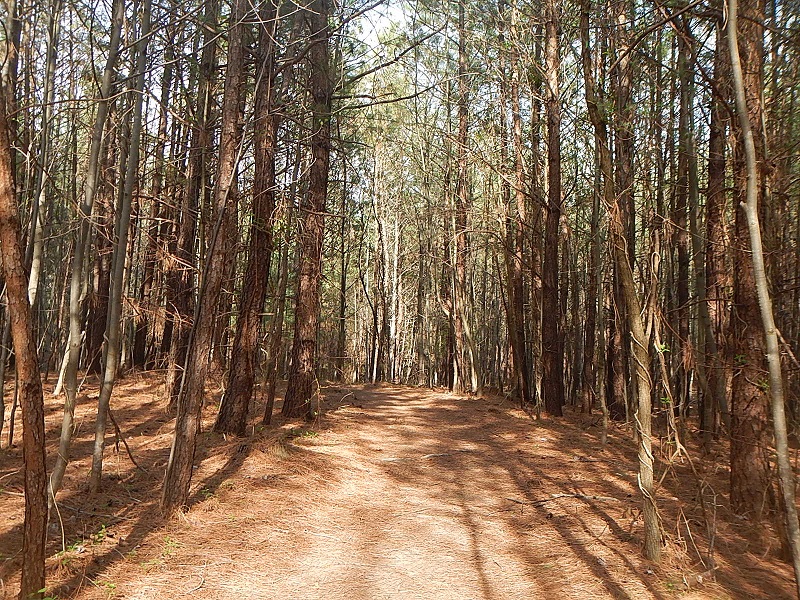 Claytor Lake State Park Bent Tree trail