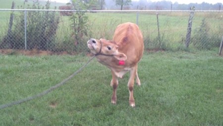 ResizedImage951436123162953