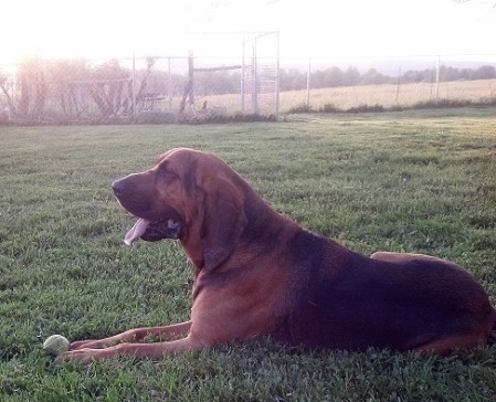 bloodhound