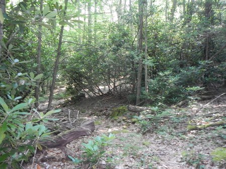 Jefferson National Forest Wolf Creek Day Use Area