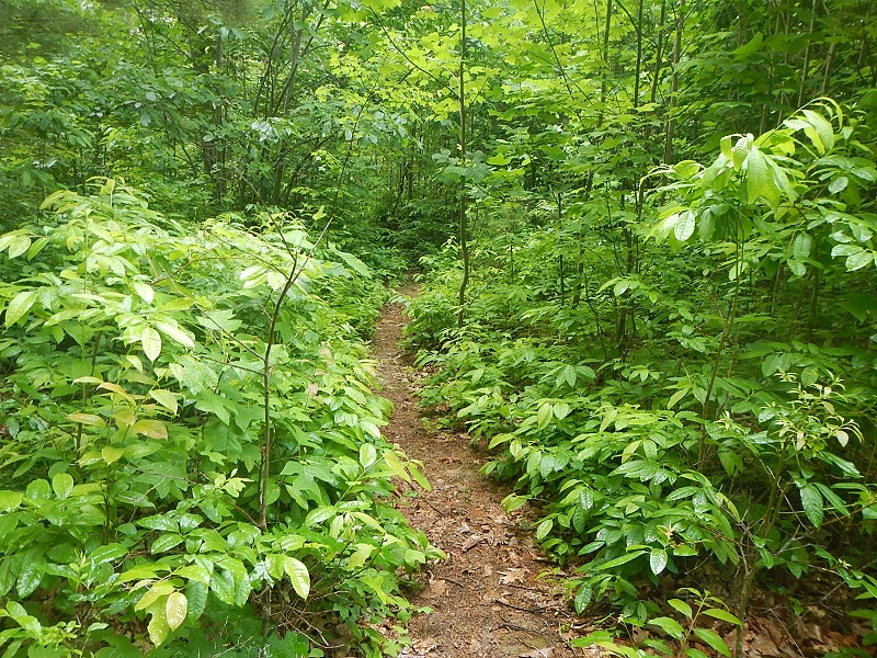 Draper Mountain Bike Trails