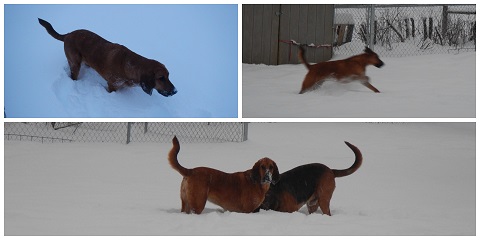 Bloodhounds in the snow