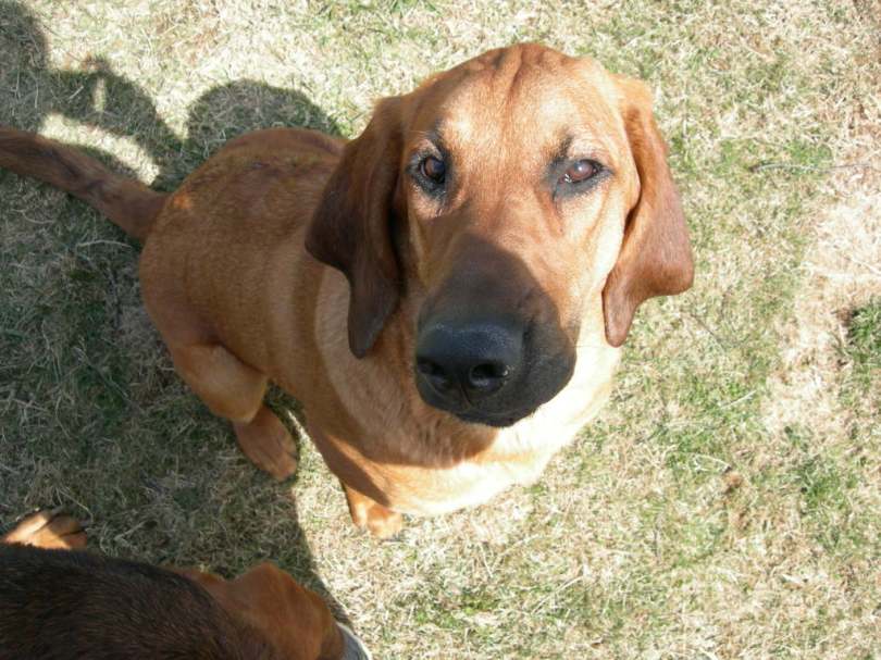 Bloodhound