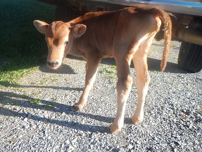 Jersey heifer calf