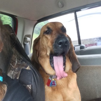 bloodhound yawn