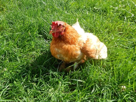 Hard to see, but she's standing on her left foot with her right.