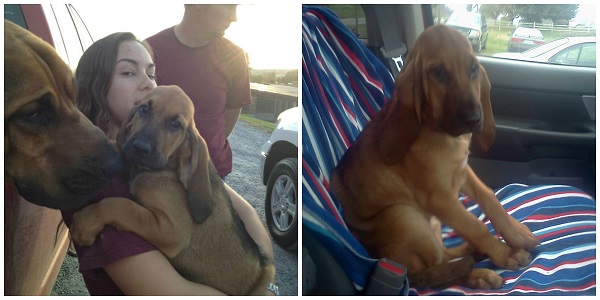 Bloodhound