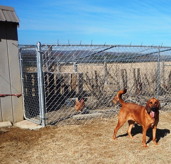 Bloodhound