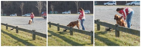 Blue Ridge Bloodhound Search & Rescue Bloodhound Man Trailing Bloodhound tracking
