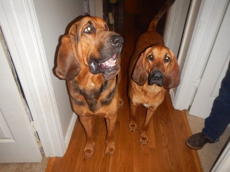 Bloodhounds