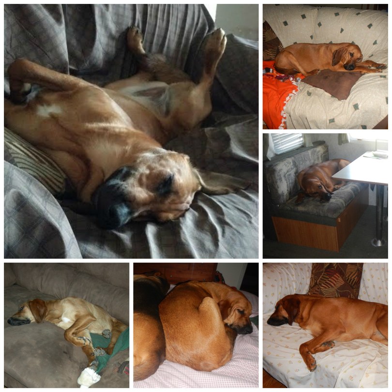 Bloodhound