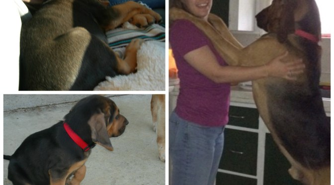 Bloodhound puppy Bloodhound dog Hank