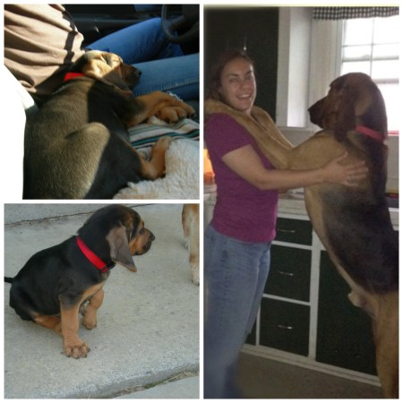 Bloodhound puppy Bloodhound dog Hank