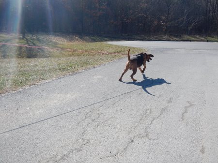 Blue Ridge Bloodhound Search & Rescue Bloodhound Man Trailing Bloodhound tracking