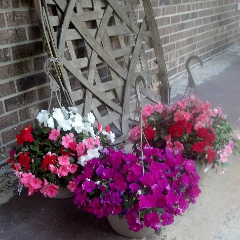 Impatiens hanging basket
