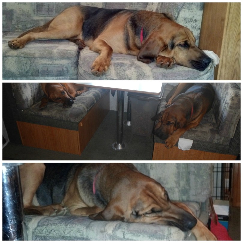 Bloodhound Sleeping
