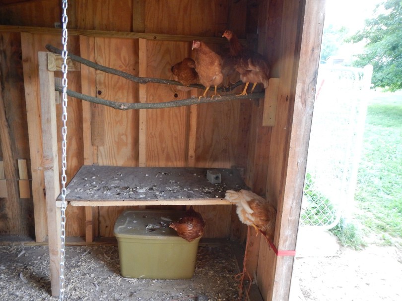 chicken coop roosting poles