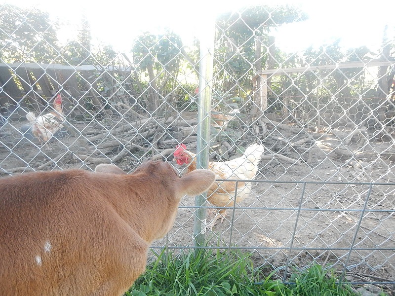 heifer calf with chickens