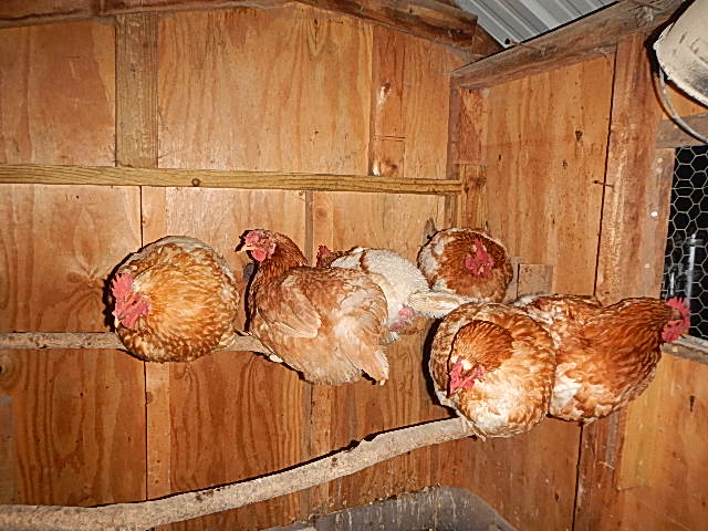 chickens on roosting pole