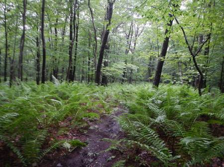 Ragnar Trail Appalachians Ragnar Relay Trails WV