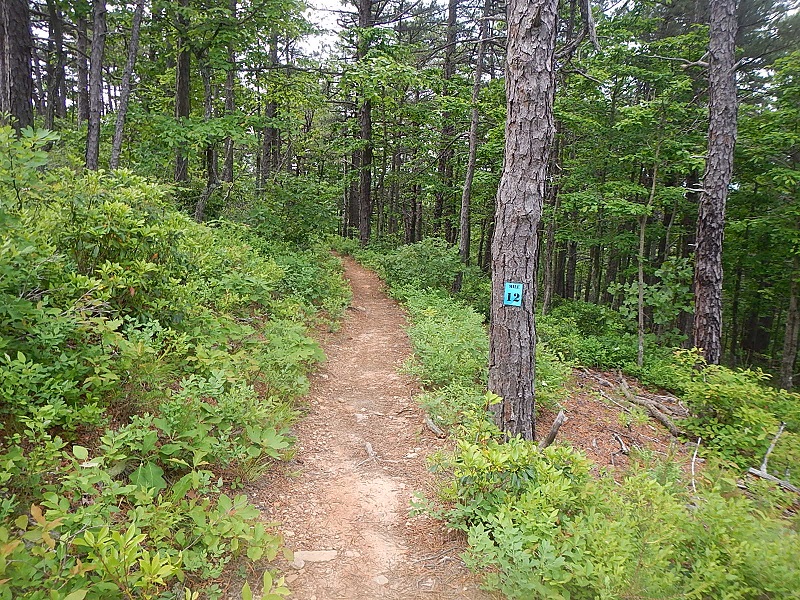 Conquer the Cove 25K trail race