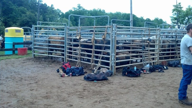 Rodeo bulls
