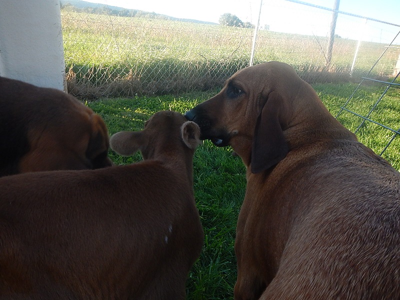 bloodhound and jersey heifer calf