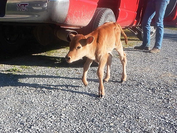 Jersey heifer calf