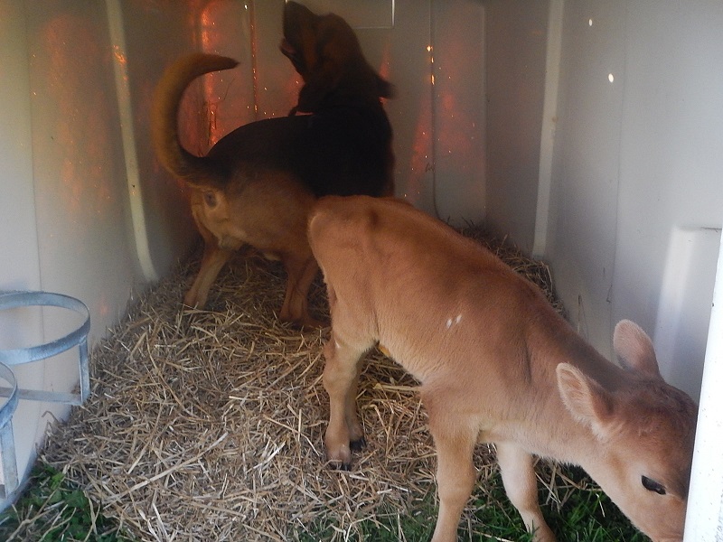 bloodhound and calf