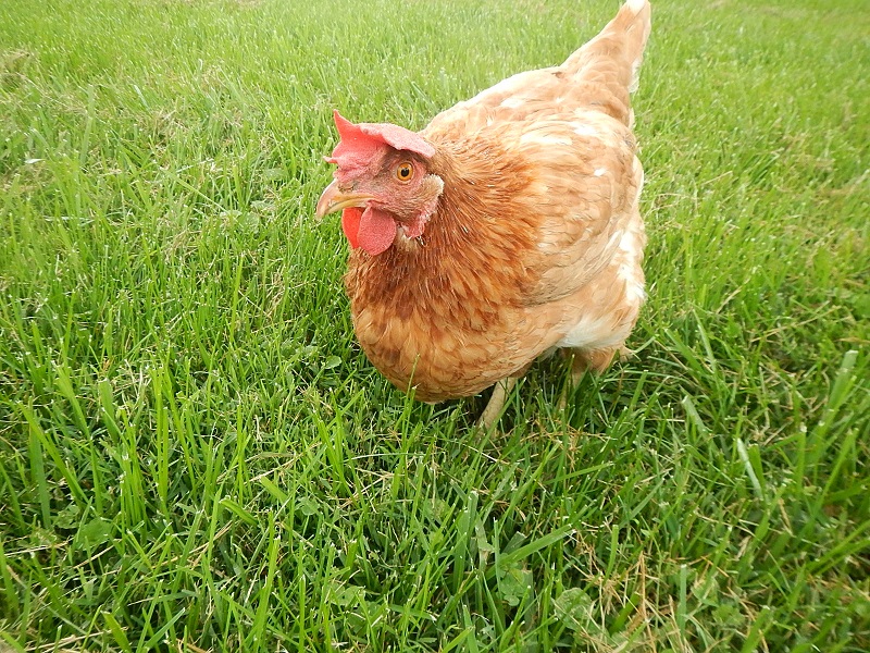 Red Sex Link chicken