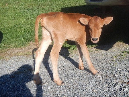 Jersey heifer calf