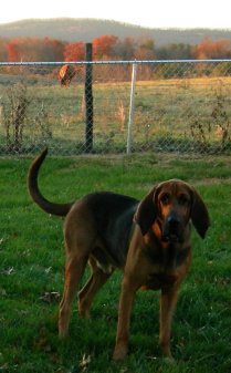 bloodhound