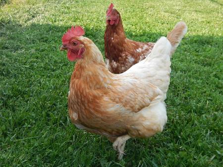 Red Sex Link chickens