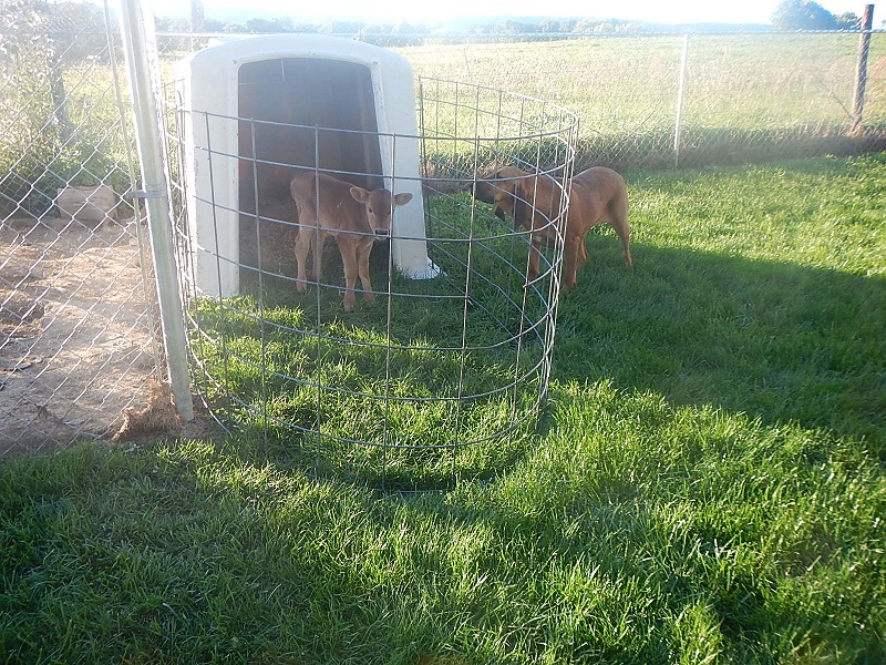 bloodhound and calf