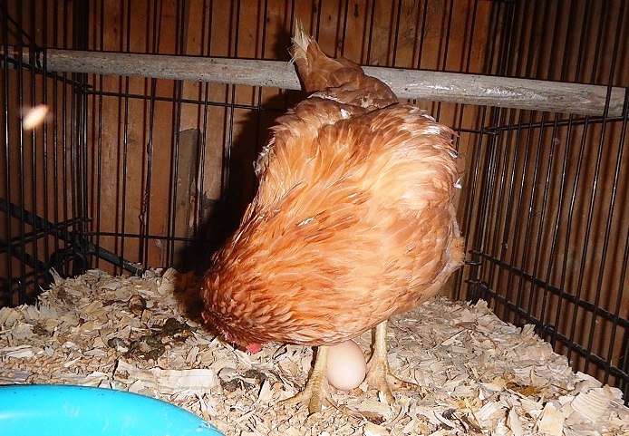 Chicken laying an egg