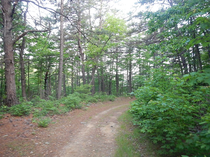 Conquer the Cove 25K