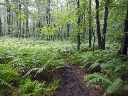 Ragnar Trail Appalachians Ragnar Relay Trails WV