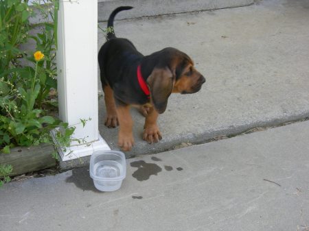 bloodhound puppy