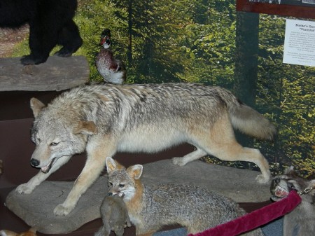 Varmint Crabtree Orchard Museum