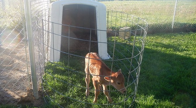 Jersey heifer calf