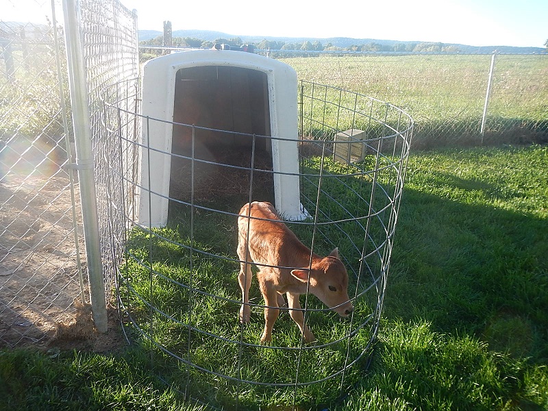Jersey heifer calf