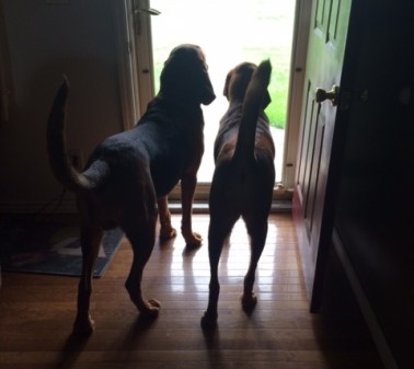 bloodhounds on guard